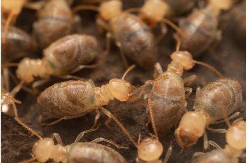 Kamikaze termites protect their colony with the help of a special enzyme. Its secrets have now been uncovered