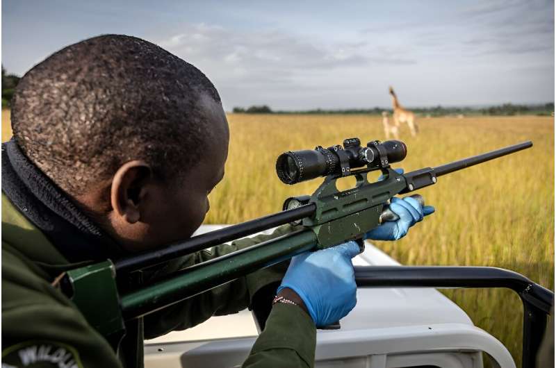 Kenya Wildlife Service vet  Matthew Mutinda gets ready to shoot a tranquiliser dart at a giraffe