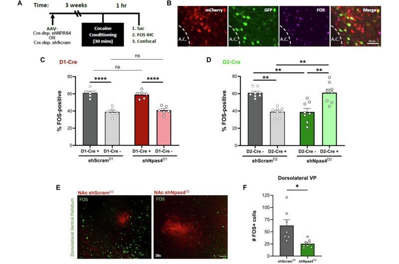 Key factor found in drug-context links, relapse