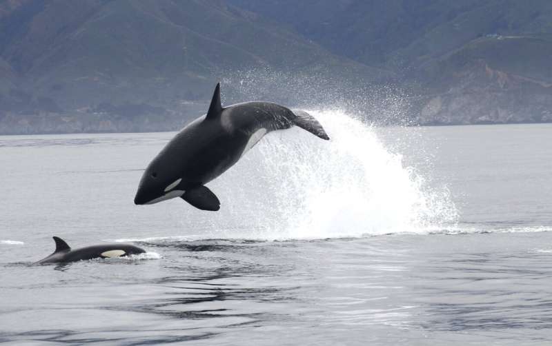 Killer whales use specialized hunting techniques to catch marine mammals in the open ocean