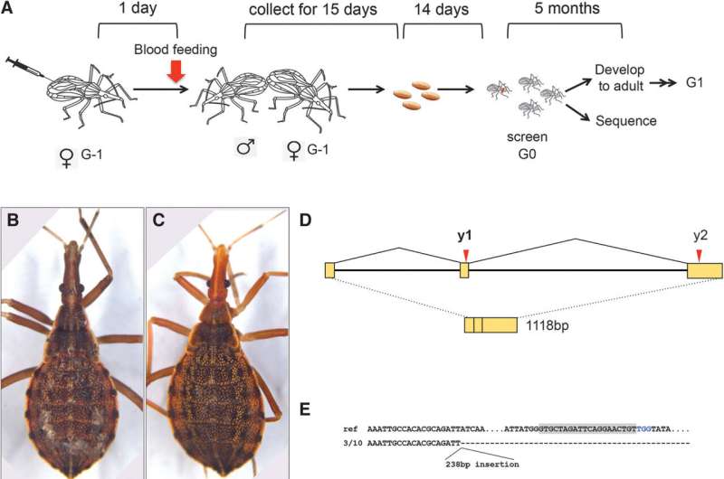 Kissing bugs, vector for Chagas disease, successfully gene edited for first time
