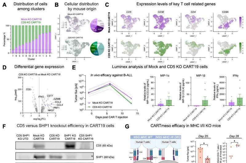 Knockout of CD5 on CAR T cells boosts anti-tumor efficacy
