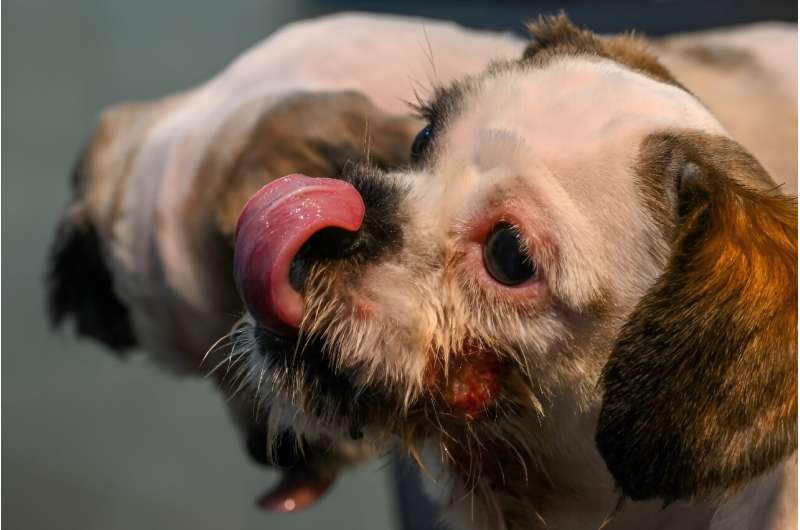 Kolkata veterinary clinics have been inundated with pets suffering nosebleeds, severe skin rashes and lapses into unconsciousness