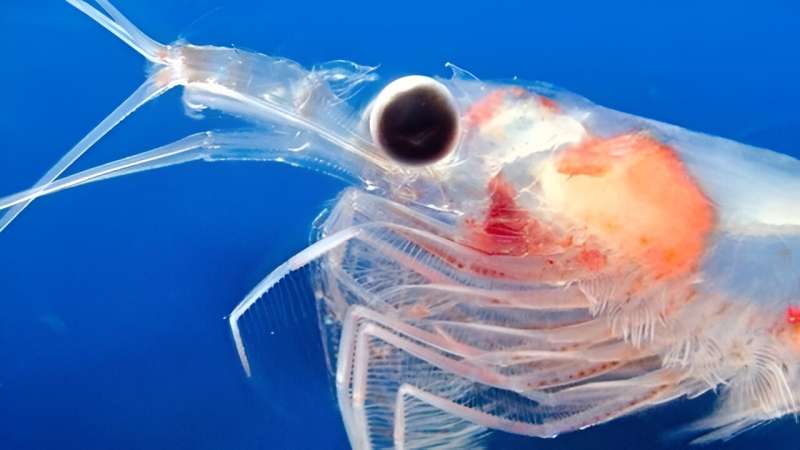 Krill provide insights into how marine species can adapt to warmer waters