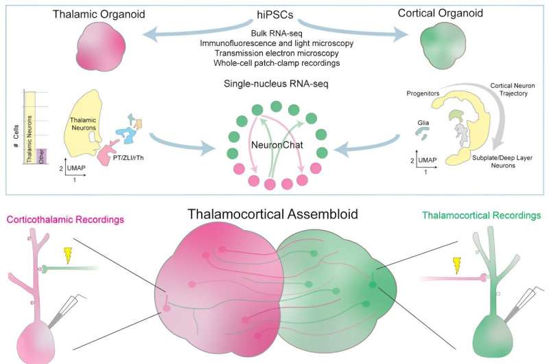Lab-grown human neuron assembloids effectively model synaptic plasticity