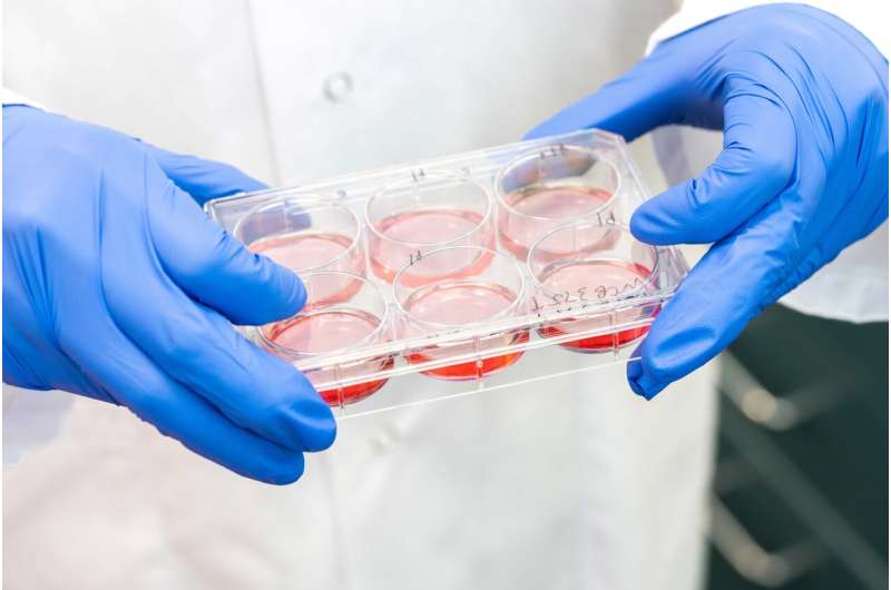 Lab-grown tumours predict treatment outcomes in landmark study