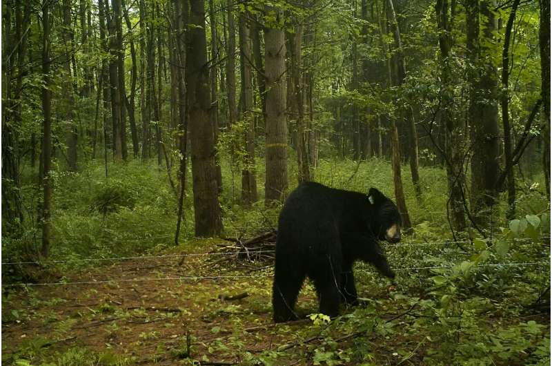 Lab sequences rabies in infected black bear