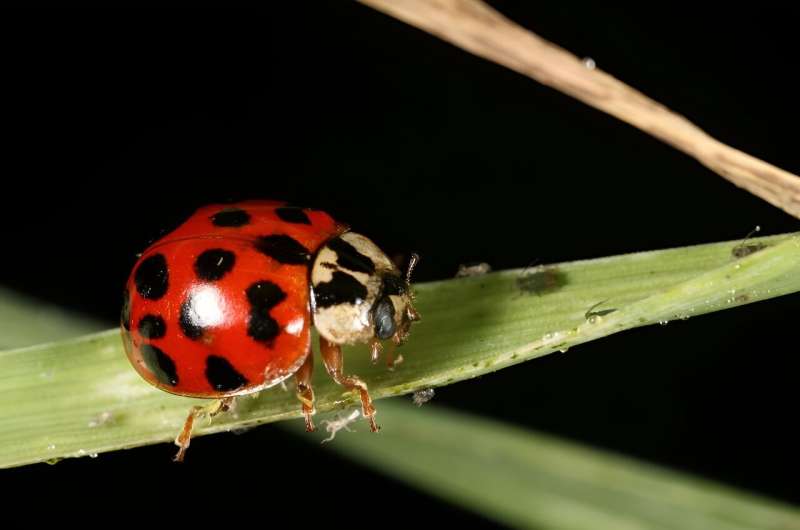 Ladybug scents offer a more ecologically friendly way to protect crops