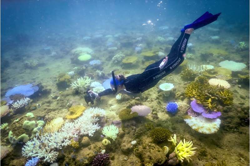 Large parts of the Great Barrier Reef have bleached and risk dying