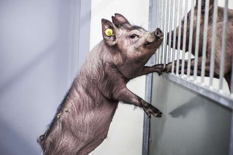 El mapeo a gran escala de genes porcinos podría allanar el camino para nuevos medicamentos humanos