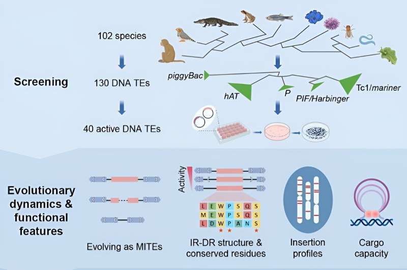 Large-scale study reveals functional diversity of DNA transposons and expands genome engineering toolbox