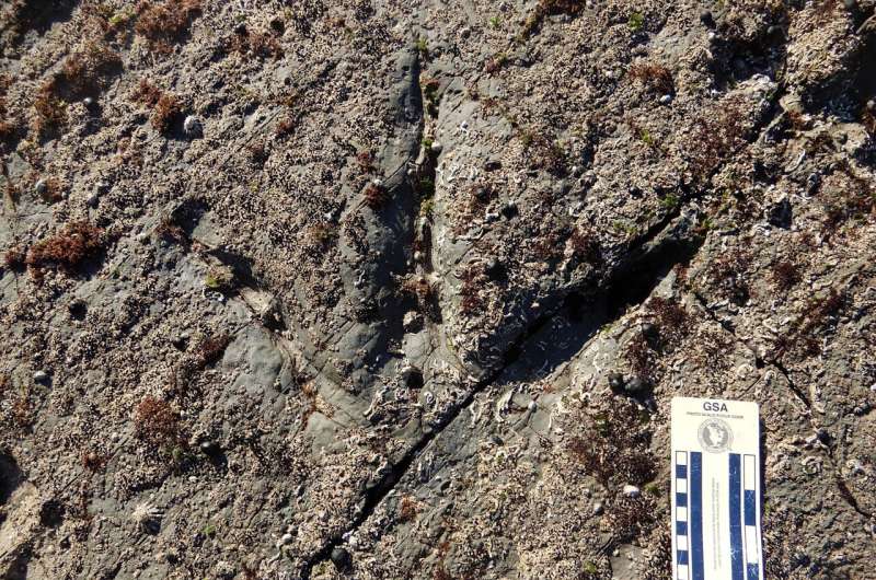 Large theropods thrived near South Pole, Australian tracks show