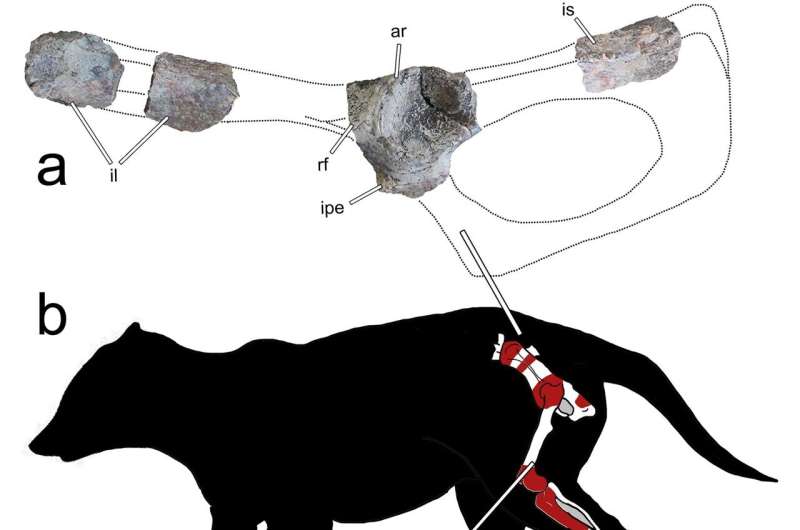 Larger-than-expected prehistoric mammal species uncovered in Patagonia