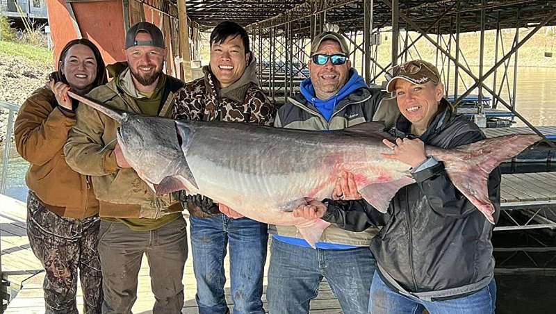 Largest fish in Missouri's records caught in Lake of the Ozarks: A 164-pound 'dinosaur'