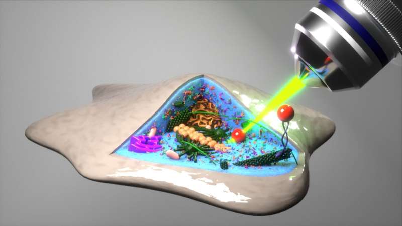 "Laser view" into the avocado: New method reveals cell interior