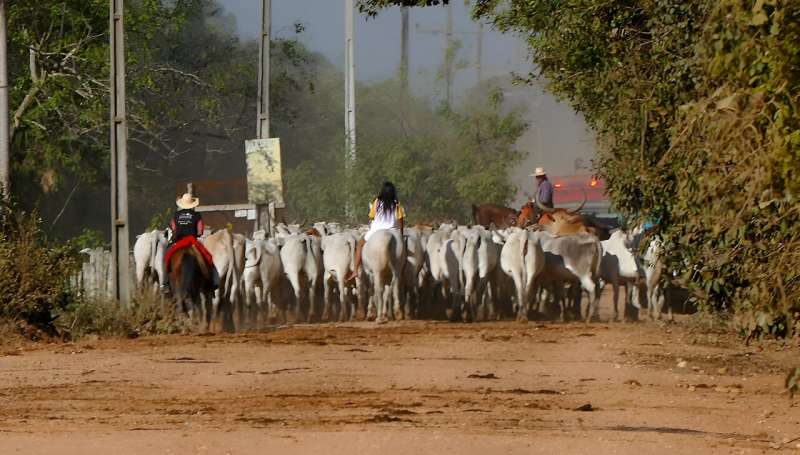 Latin American cattle block road to Paris goals