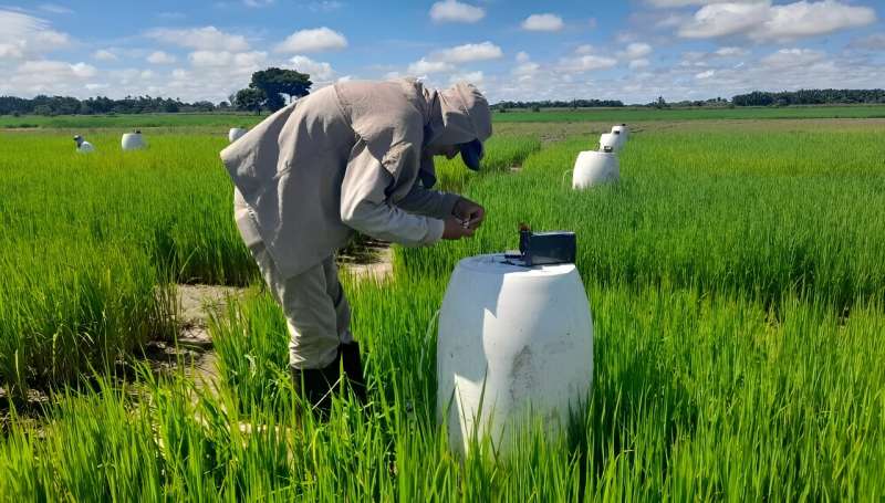 Latin American trial heralds methane-free rice