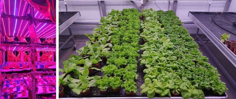 Leafy greens grown by night prove cheaper and just as good