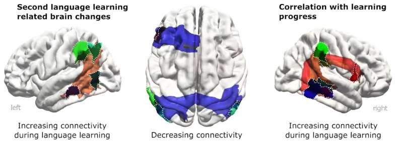 Learning a second language strengthens neural connections in the language network