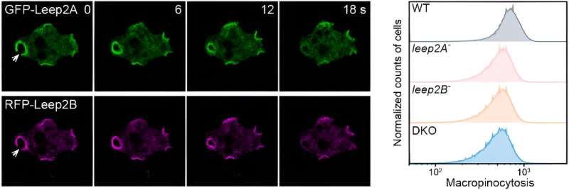 Biólogos determinan que Leep2 regula la formación de macropinosomas