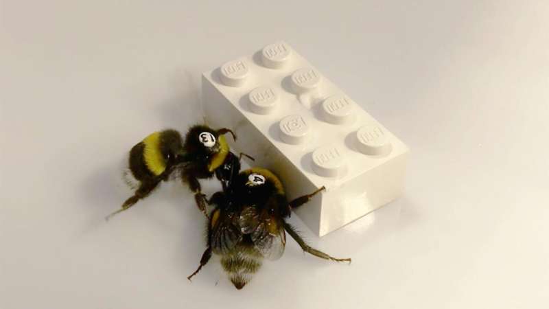 Lego-pushing bumblebees 