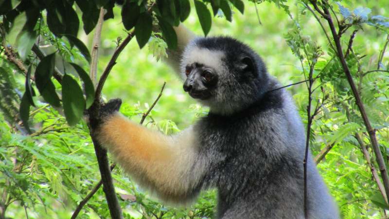 Lemur’s lament: When one vulnerable species stalks another