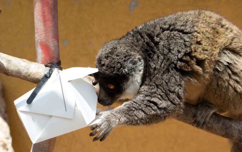 Lemurs use long-term memory, smell, and social cues to find food