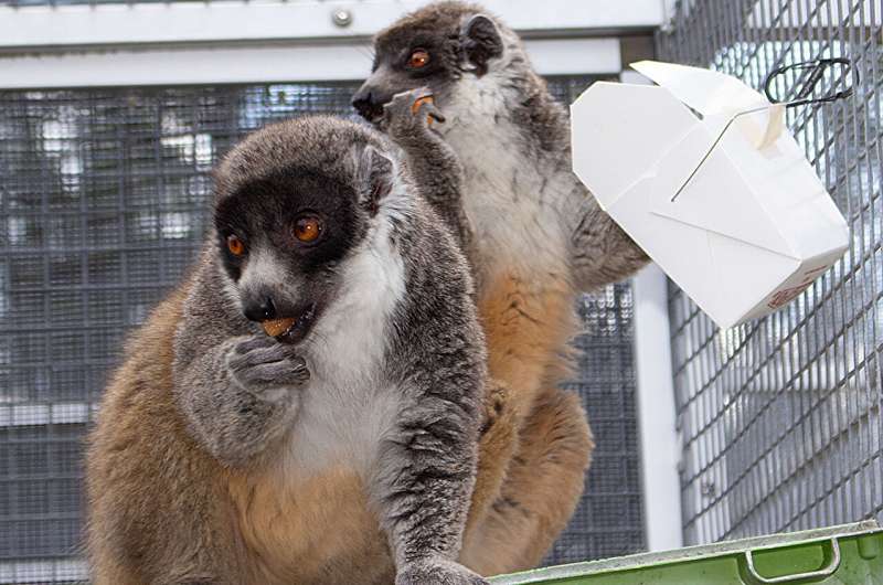 Lemurs use long-term memory, smell, and social cues to find food