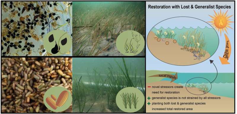 Let widgeongrass be a weed in the seagrass yard -- making seagrass restoration more resistant to rising temperatures using generalist grasses