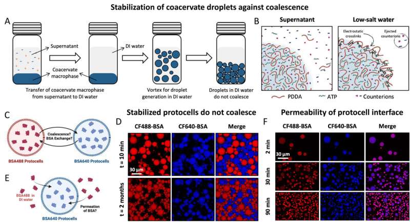 Life from a drop of rain: New research suggests rainwater helped form the first protocell walls