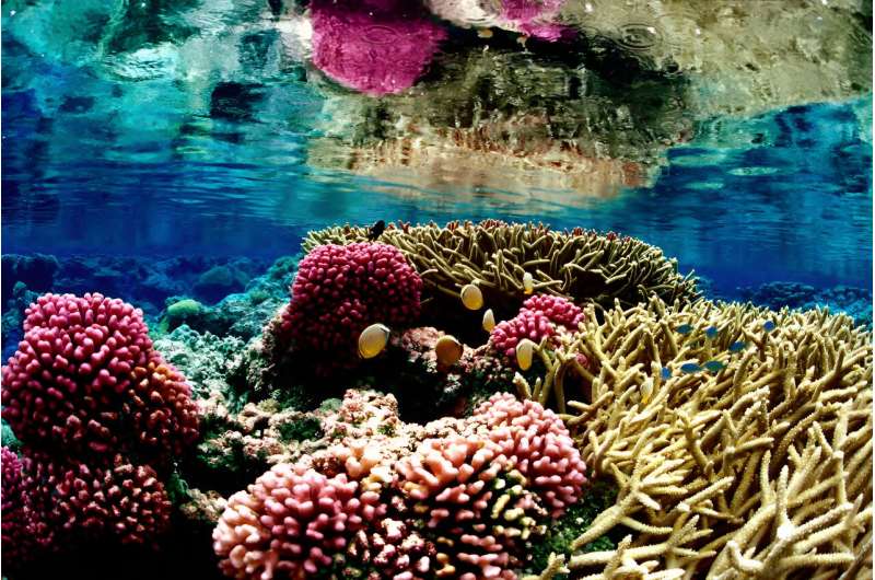 'life in the ocean touches everyone': US rolls out first national ocean biodiversity strategy