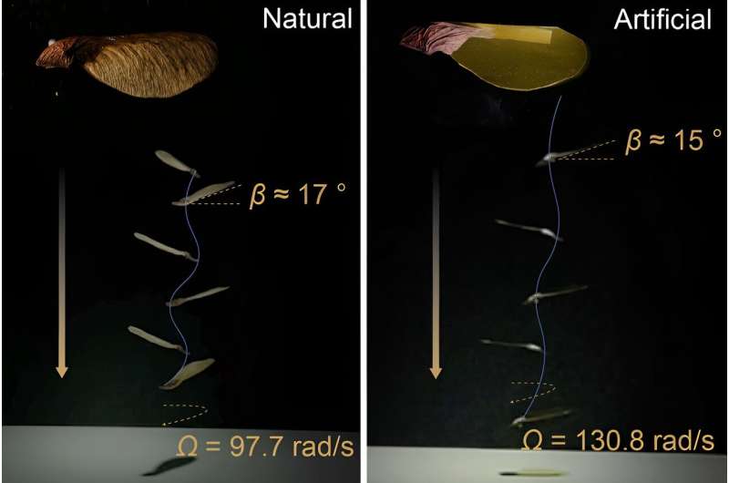 Les graines d'érable artificielles contrôlées par la lumière pourraient surveiller l'environnement même dans les endroits difficiles d'accès