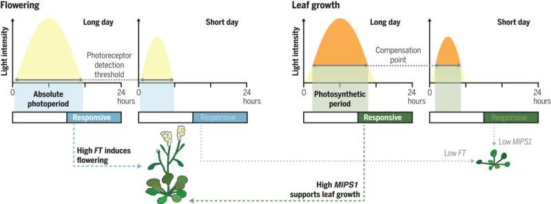 Light duty: Distinct molecular pathways control growth, flowering in plants