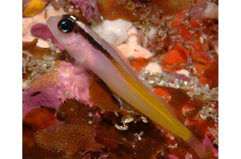 Light pollution affects coastal ecosystems, too—this underwater 'canary' is warning of the impacts