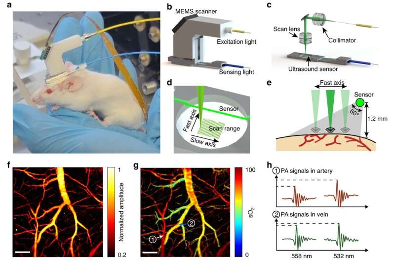 Lightweight, head-mounted microscope unveils brain oxygenation in freely moving mice