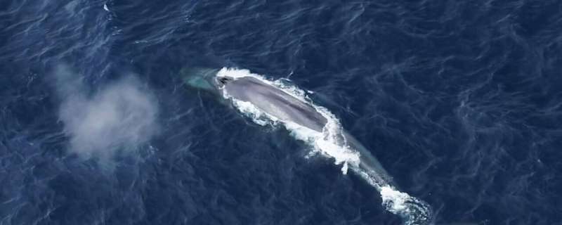 Listening to giants: The search for the elusive Antarctic blue whale