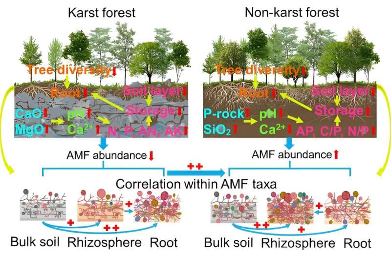 Lithology and niche habitat effectively control arbuscular mycorrhizal fungi