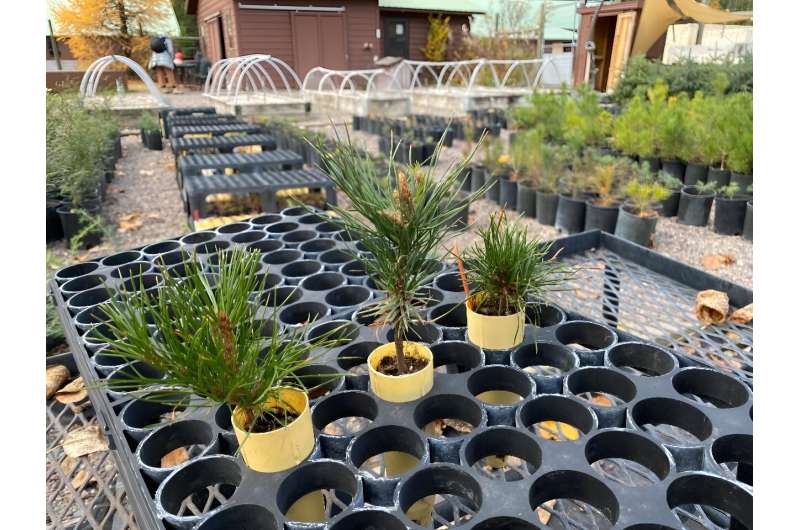 Little whitebark pines are ready to be replanted in Glacier National Park