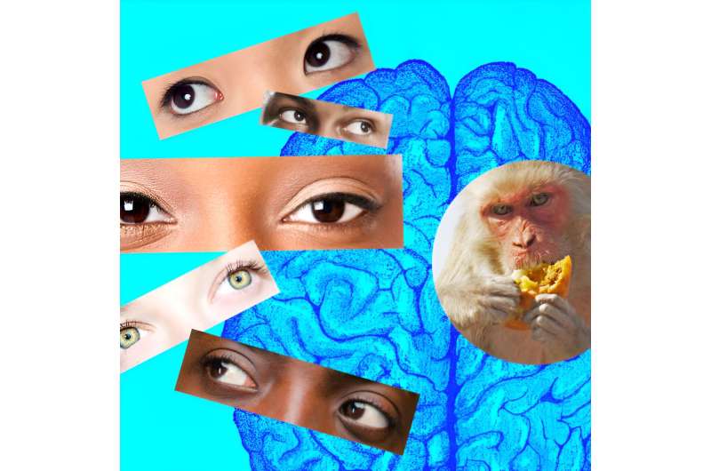 Live from the brain: Visual cues inform decision to cooperate