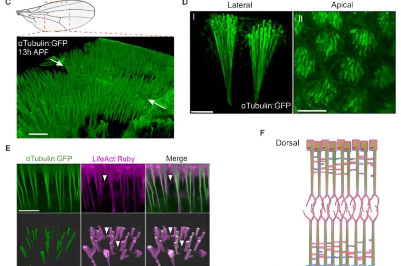 Live imaging reveals key cell dynamics in 3D organ formation in Drosophila
