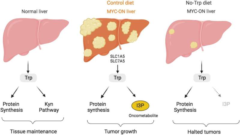 Liver cancer growth tied to tryptophan intake