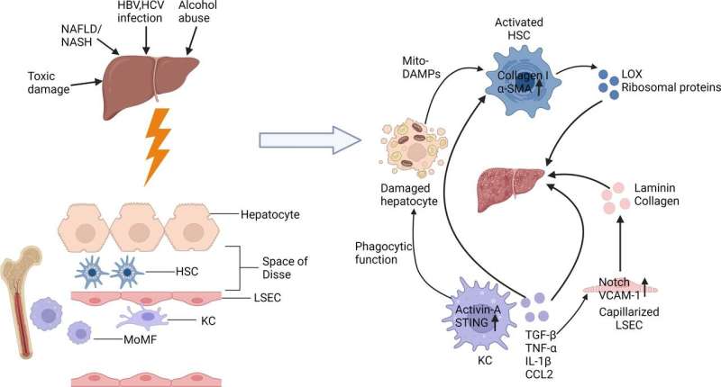 Liver fibrosis, non-parenchymal cells, and the promise of exosome therapy