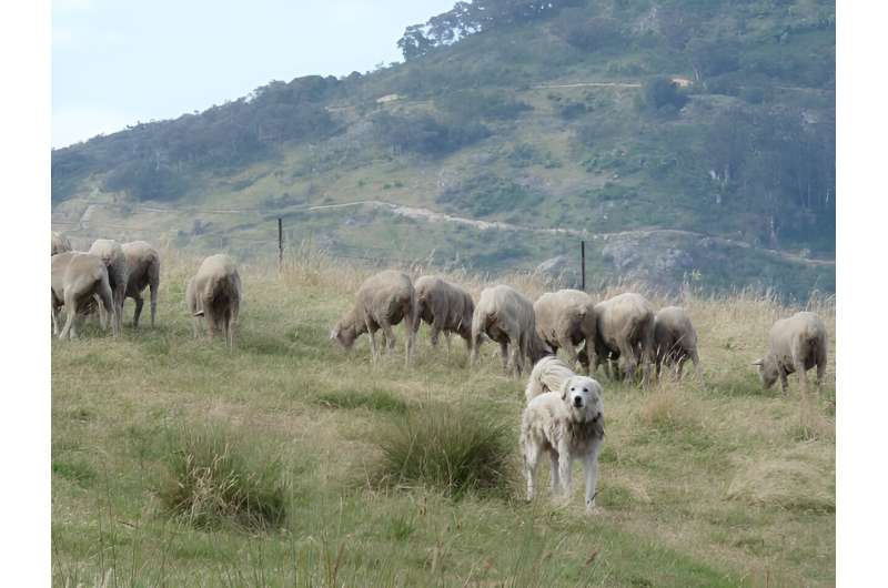 Los perros guardianes del ganado crean un paisaje de miedo para los depredadores