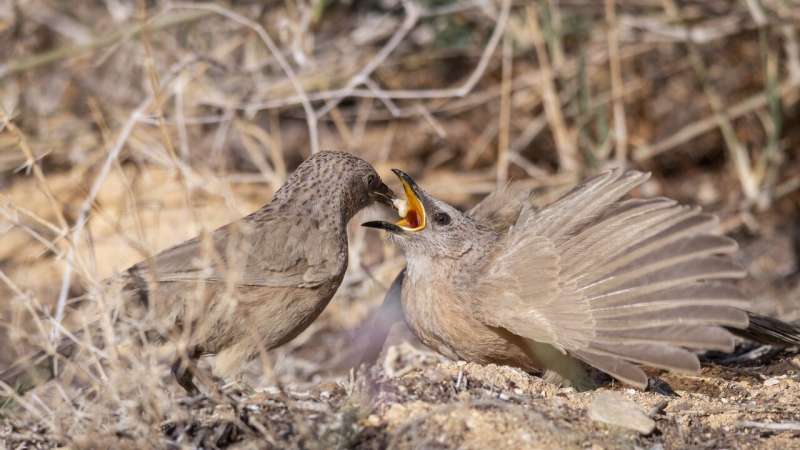 Living fast, dying young: Bar-Ilan University study reveals impact of habitat disturbance on social organization of Arabian babblers
