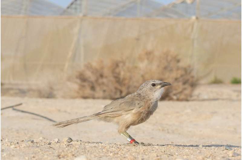 Living fast, dying young: Bar-Ilan University study reveals impact of habitat disturbance on social organization of Arabian babblers