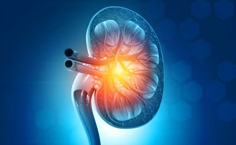 Living kidney donors have lower rates of fractures overall