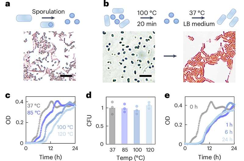 Living plastics: a new solution for plastic degradation through synthetic biology