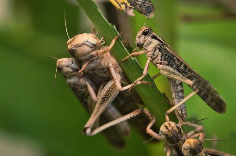 locust swarm