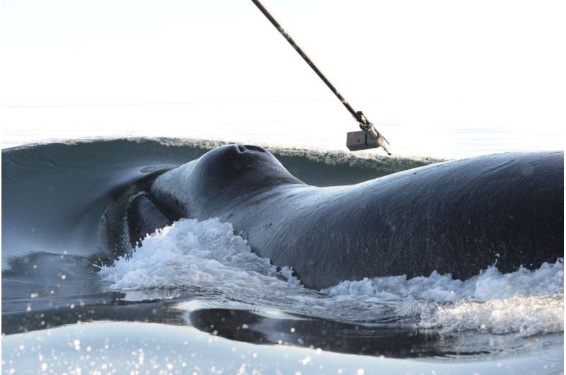 Long-distance relationship revealed in the seemingly random behavior of bowhead whales