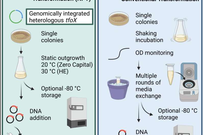 Low cost and low capital plasmid engineering with Vibrio natriegens